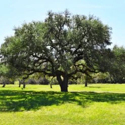 Live Oak Tree -Brighter Blooms Sales Southern Live Oak FGT 3