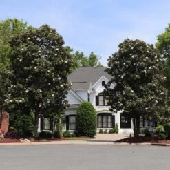 New Products -Brighter Blooms Sales Southern Magnolia 1 BB