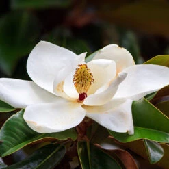 Southern Magnolia Tree -Brighter Blooms Sales Southern Magnolia 7 BB