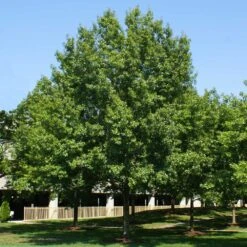 Southern Red Oak Tree -Brighter Blooms Sales Southern Red Oak 2