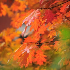 Southern Red Oak Tree -Brighter Blooms Sales Southern Red Oak 5 BB