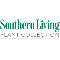 Jubilation™ Gardenia Shrub -Brighter Blooms Sales Southn Living 1000x1000 3ddbc7f9 cea9 43ac a4ef 803cdf15da99