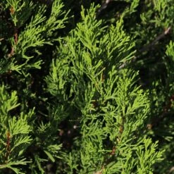 Spartan Juniper Tree -Brighter Blooms Sales Spartan Juniper 3 BB