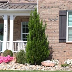 Spartan Juniper Tree -Brighter Blooms Sales Spartan Juniper 8