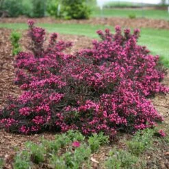 Spilled Wine® Weigela Shrub -Brighter Blooms Sales Spilled Wine Weigela 1 BB
