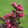 Spilled Wine® Weigela Shrub -Brighter Blooms Sales Spilled Wine Weigela BB 600x600 404a5d44 16de 4b12 94c6 68b4dc11a660