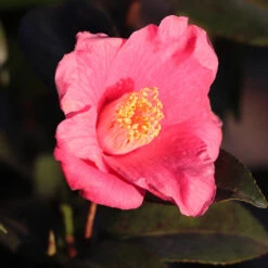 Spring's Promise Camellia Shrub -Brighter Blooms Sales Springs Promise Camellia 2 BB