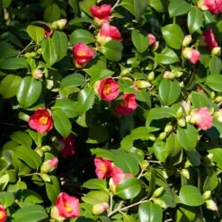 Spring's Promise Camellia Shrub -Brighter Blooms Sales Springs Promise Camellia 5