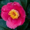 Spring's Promise Camellia Shrub -Brighter Blooms Sales Springs Promise Camellia BB 600x600 3749903c 7ab1 4823 8768 c3bb3b3d480b