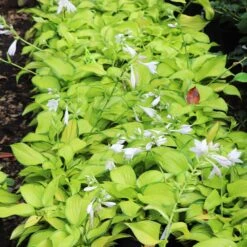 Stained Glass Hosta 13 Stained Glass Hosta -Brighter Blooms Sales Stained Glass Hosta 6