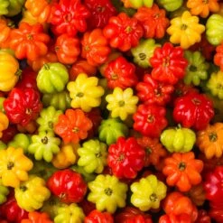 Star Cherry Tree (Pitanga) -Brighter Blooms Sales Star Cherry 6 BB