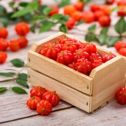 Brighter Blooms Sales 25 Star Cherry Tree (Pitanga)