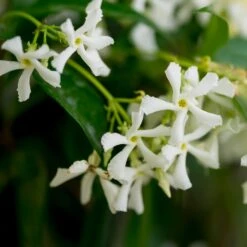 Star Jasmine Vine -Brighter Blooms Sales Star Jasmine 3