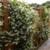 Star Jasmine Vine -Brighter Blooms Sales Star Jasmine BB 600x600 e3125a84 ef12 4b53 add0 6919f679d03e