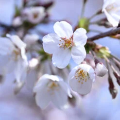 Chelan Cherry Tree -Brighter Blooms Sales Stella Cherry Tree 9ebed535 8c82 48cd aa0f 4ad6c1553c5f