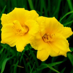 Stella D'Oro Daylily 8 Stella D'Oro Daylily -Brighter Blooms Sales Stella De Oro Daylily 2 BB