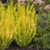 Sunjoy Golden Pillar Barberry Shrub -Brighter Blooms Sales Sunjoy Golden Pillar 220