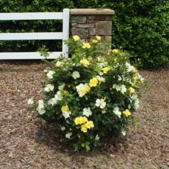 Sunny Knock Out® Rose 13 Sunny Knock Out® Rose -Brighter Blooms Sales Sunny knockout rose Shrub 2 BB