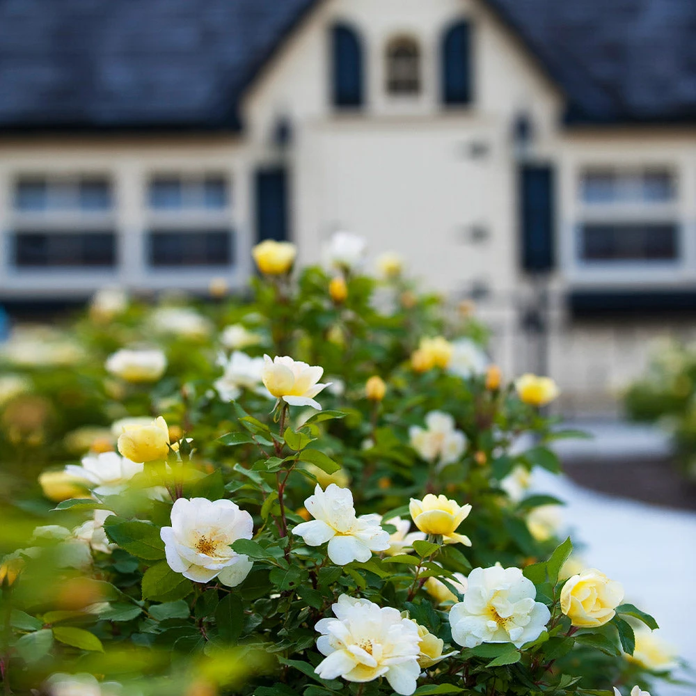 Sunny Knock Out® Rose 7 Sunny Knock Out® Rose - Image 5