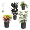 Sunset Hues House Plant Kit -Brighter Blooms Sales Sunset Hues 600x600 840d0daf 5fd6 430a 8d29 4a4fcb3d85e5
