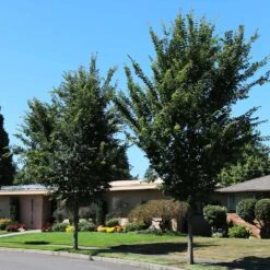 Emerald Sunshine® Elm Tree -Brighter Blooms Sales Sunshine Elm 1