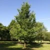 Emerald Sunshine® Elm Tree -Brighter Blooms Sales Sunshine Elm BB 600x600 e11772ff 55d0 4aa6 9de6 67be835802aa