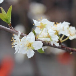 Superior Plum Tree -Brighter Blooms Sales Superior Plum 6