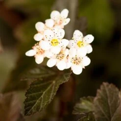 Sweet Cherry Tea Ninebark Shrub -Brighter Blooms Sales Sweet Cherry Ninebark BB 5
