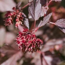 Sweet Cherry Tea Ninebark Shrub -Brighter Blooms Sales Sweet Cherry Ninebark BB 7