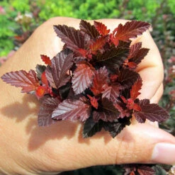 Sweet Cherry Tea Ninebark Shrub -Brighter Blooms Sales Sweet Cherry Ninebark BB 4