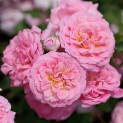 Sweet Drift® Rose -Brighter Blooms Sales Sweet Drift Rose 2