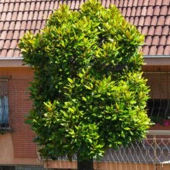 Sweetbay Magnolia Tree -Brighter Blooms Sales Sweetbay Magnolia 6 BB