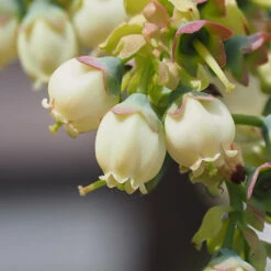 Sweetheart Blueberry Bush -Brighter Blooms Sales Sweetheart BLueberry 3