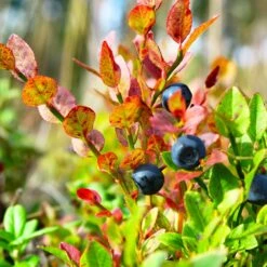 Sweetheart Blueberry Bush -Brighter Blooms Sales Sweetheart BLueberry 7