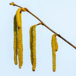 Theta Filbert Hazelnut Tree 11 Theta Filbert Hazelnut Tree -Brighter Blooms Sales THeta FIlbert Hazelnut 3