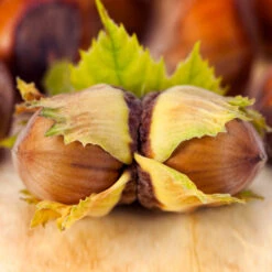 Theta Filbert Hazelnut Tree 10 Theta Filbert Hazelnut Tree -Brighter Blooms Sales THeta FIlbert Hazelnut 5 BB