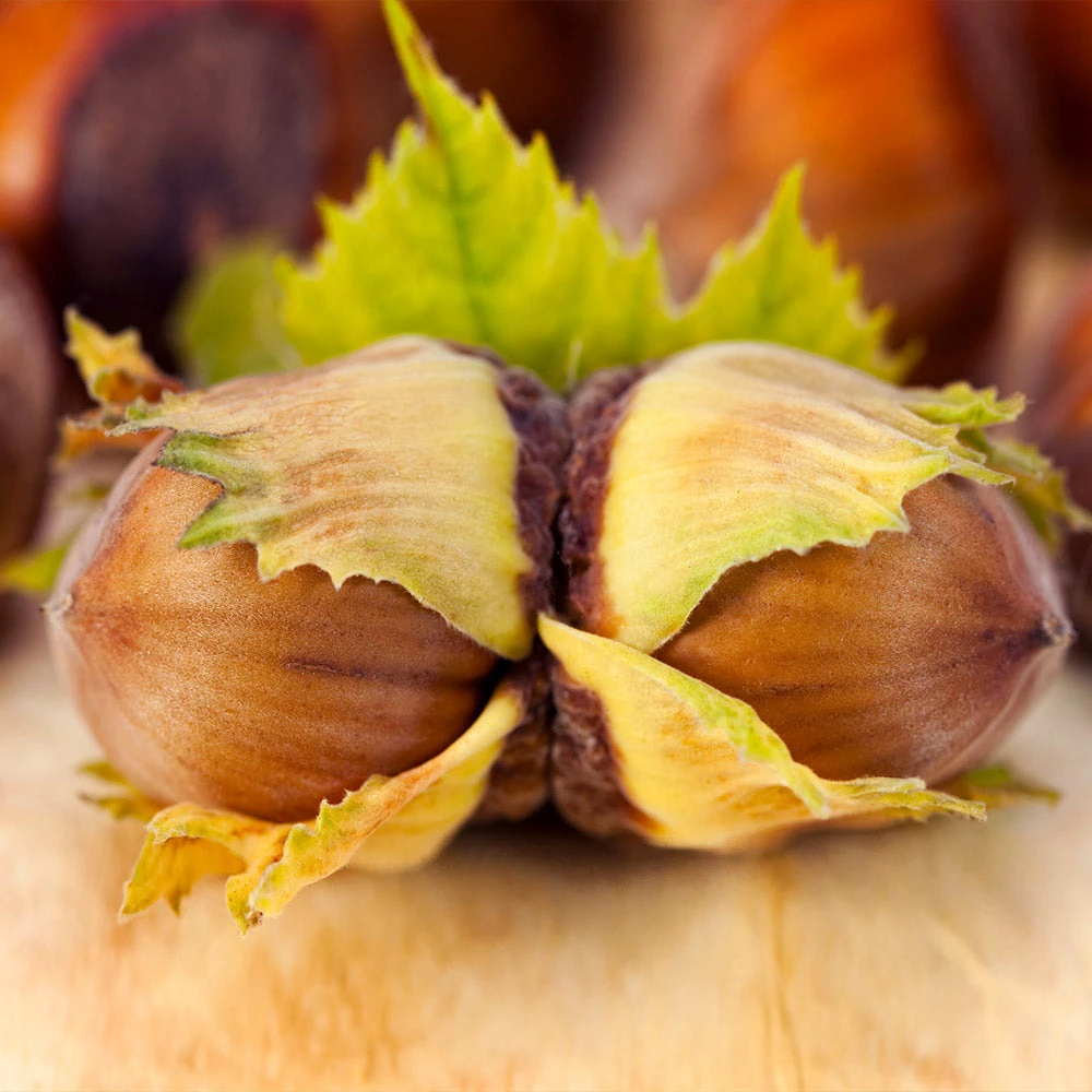 Theta Filbert Hazelnut Tree 6 Theta Filbert Hazelnut Tree - Image 4