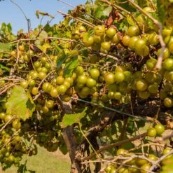 Tara Scuppernong Grape Vine -Brighter Blooms Sales Tara muscadine Grapes 1