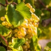Tara Scuppernong Grape Vine 1 Tara Scuppernong Grape Vine -Brighter Blooms Sales Tara muscadine Grapes BB 600x600 d8728904 4bad 4c3f a8c8 3b3e0d18b863