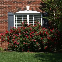 The Grand Champion™ Double Red Rose 8 The Grand Champion™ Double Red Rose -Brighter Blooms Sales The Grand Champion Rose 1