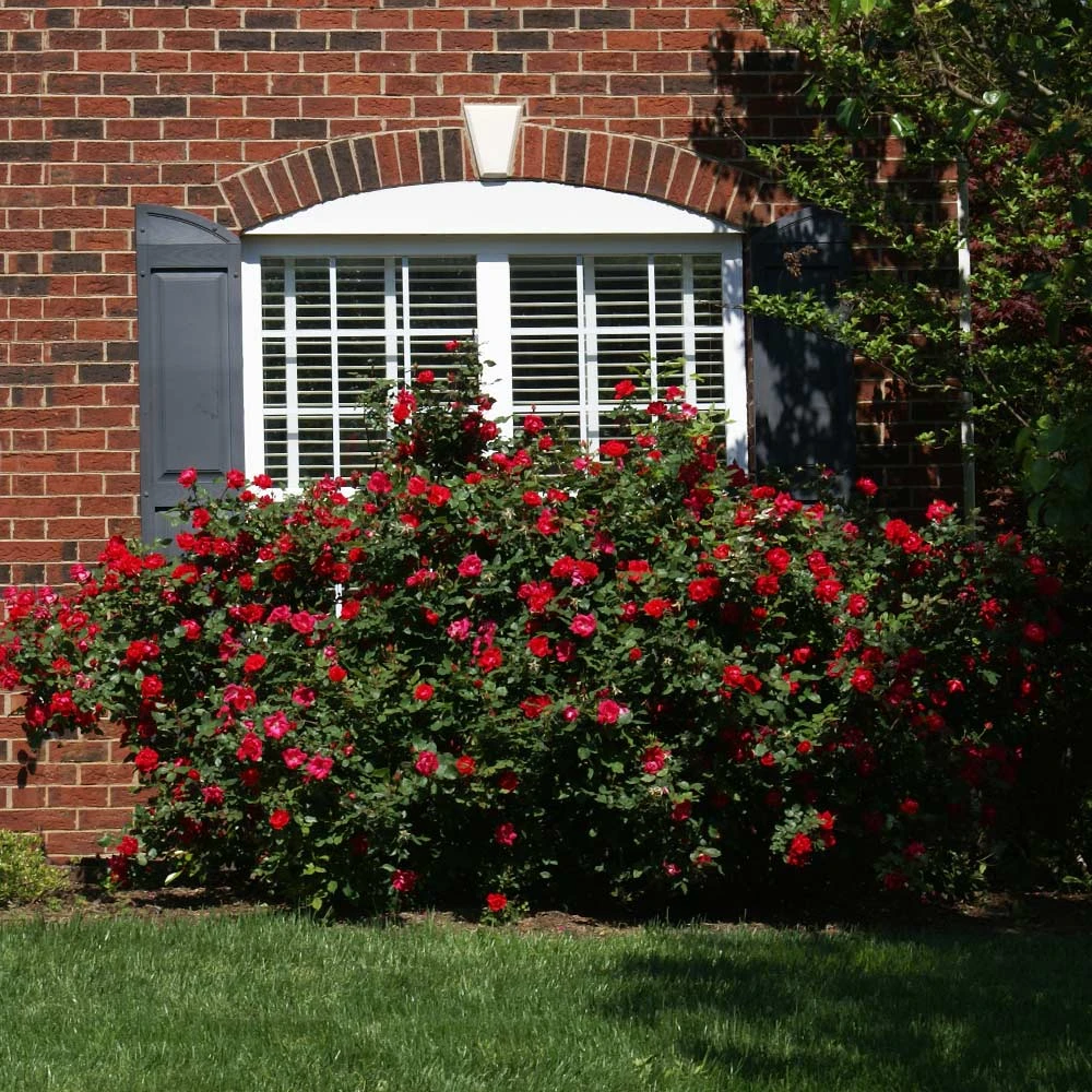 The Grand Champion™ Double Red Rose 5 The Grand Champion™ Double Red Rose - Image 3