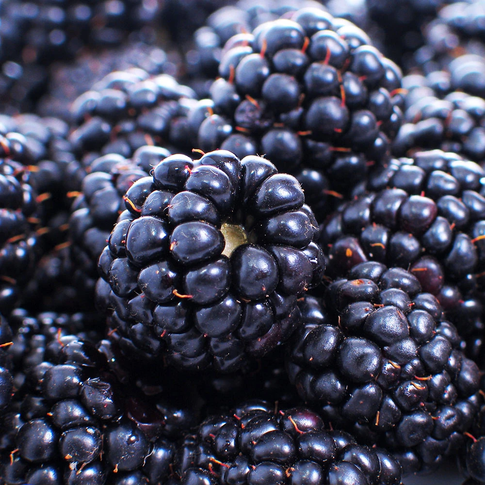 Thornless Blackberry Bush 4 Thornless Blackberry Bush - Image 2