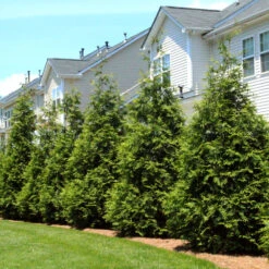 Thuja Green Giant Tree 11 Thuja Green Giant Tree -Brighter Blooms Sales Thuja Green Giant Tree 3 BB