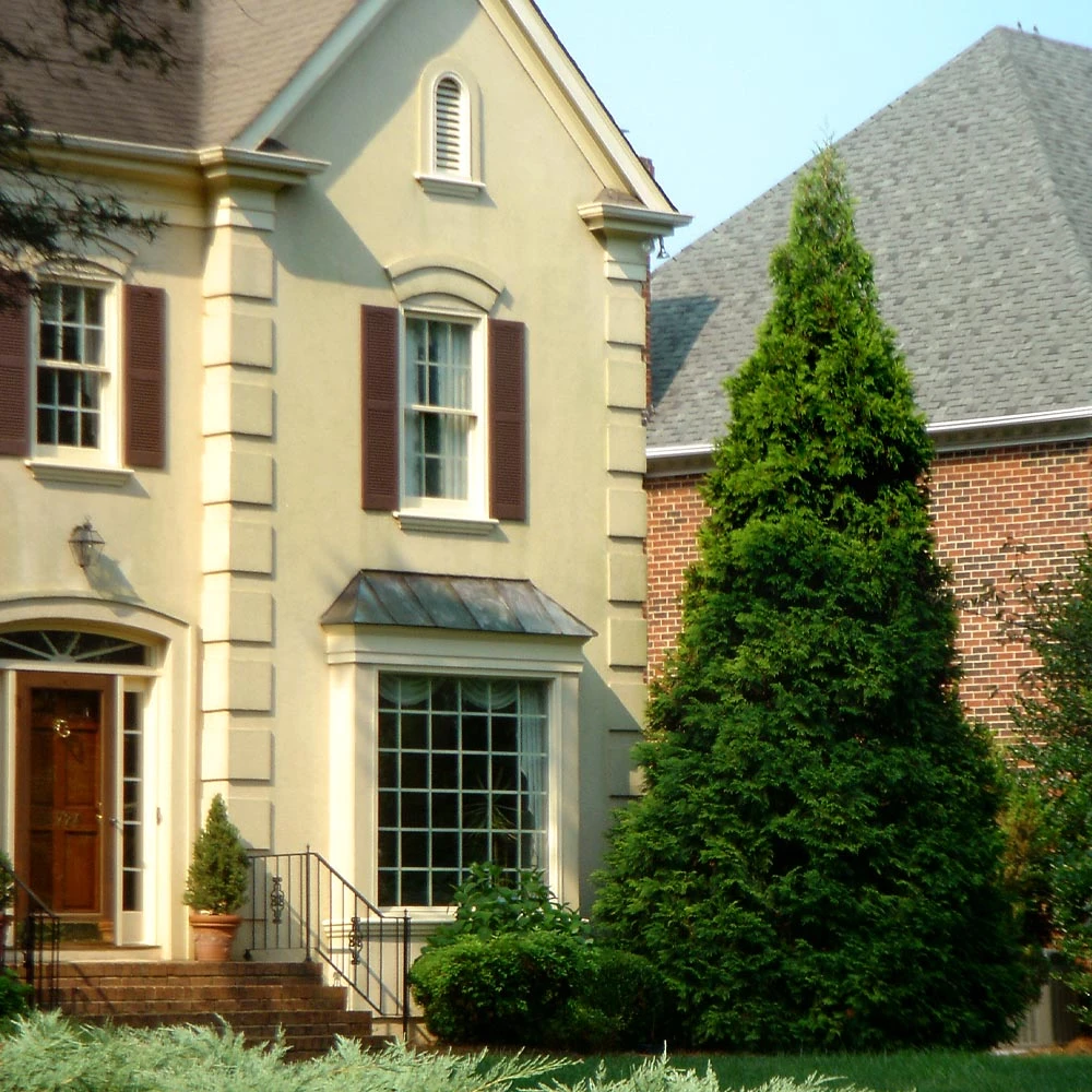 Thuja Green Giant Tree 7 Thuja Green Giant Tree - Image 5