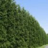 Thuja Green Giant Tree -Brighter Blooms Sales Thuja Green Giant Tree BB 600x600 33b35905 5595 4f3f b409 78a208c28571