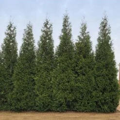 Junior Giant Thuja Tree -Brighter Blooms Sales Thuja Junior Giant BB 2