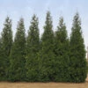 Junior Giant Thuja Tree 2 Junior Giant Thuja Tree -Brighter Blooms Sales Thuja Junior Giant BB 600x600 4c8eaa9d c4eb 48c8 a308 3049941f0fac
