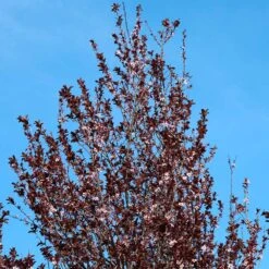 Thundercloud Plum Tree 9 Thundercloud Plum Tree -Brighter Blooms Sales Thundercloud Flowering Plum 4 BB