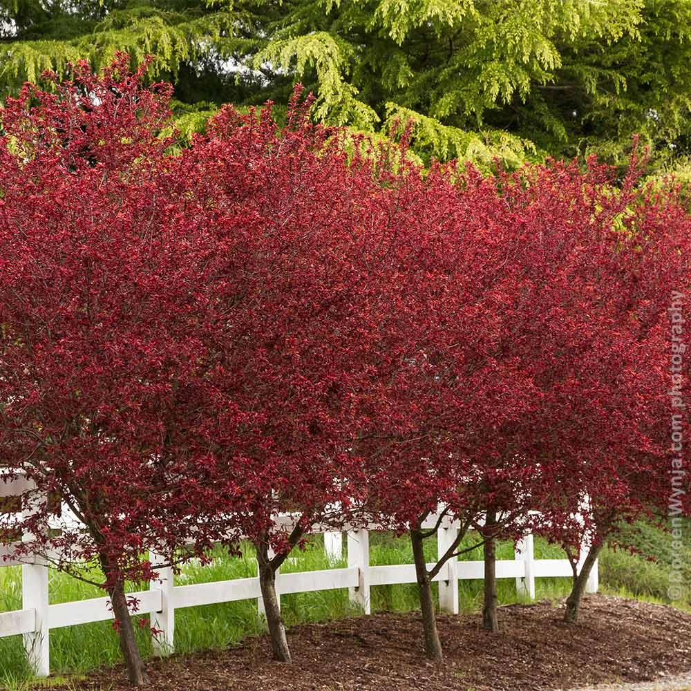 Thundercloud Plum Tree 7 Thundercloud Plum Tree - Image 5