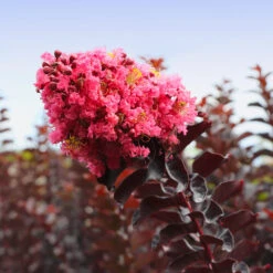 Thunderstruck™ Coral Boom™ Crape Myrtle -Brighter Blooms Sales Thunderstruck Coral Bloom 5 BB